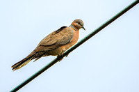 Spotted dove