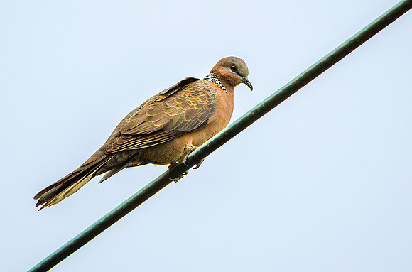 Spotted dove