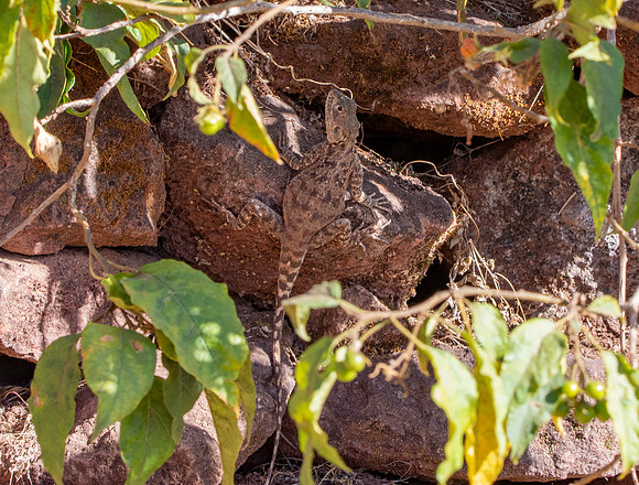 Starred agama