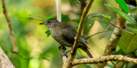 Streak eared bulbul