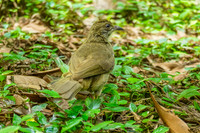 Streak eared bulbul