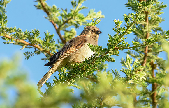 Swahili sparrow