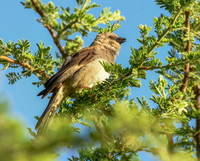 Swahili sparrow