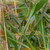 Swinhoe's white eye