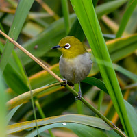 Swinhoe's white eye
