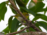 Swinhoe's white eye