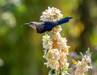 Tacazze sunbird, female