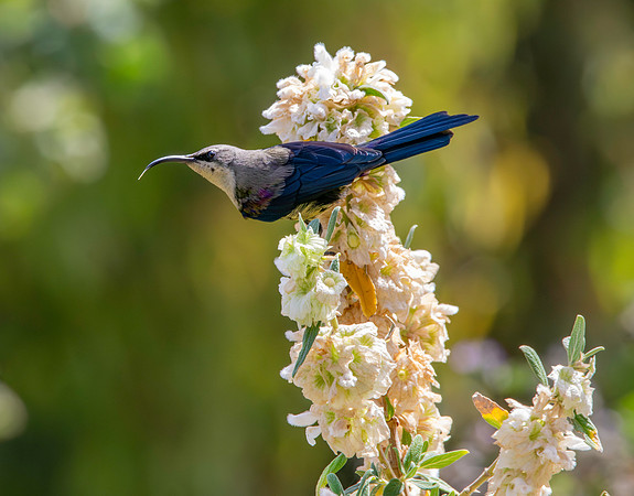 Tacazze sunbird, female