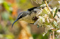 Tacazze sunbird, female
