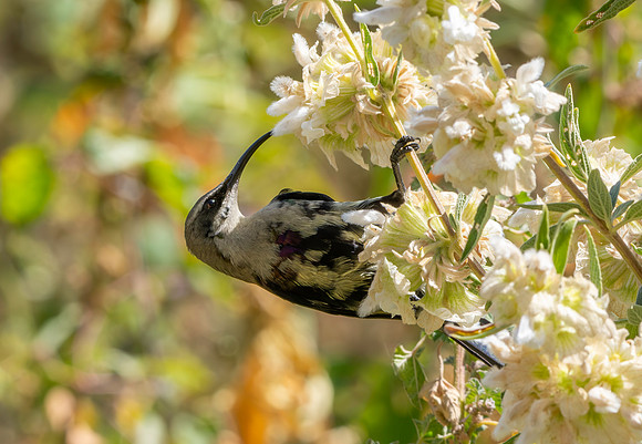 Tacazze sunbird, female