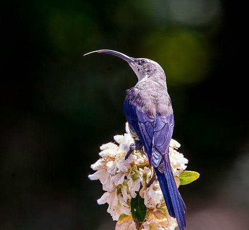 Tacazze sunbird, male