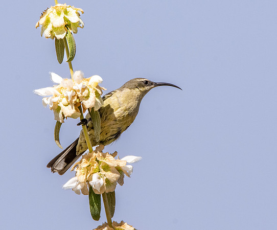 Tacazze sunbird, female