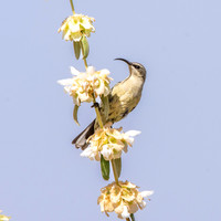 Tacazze sunbird, female