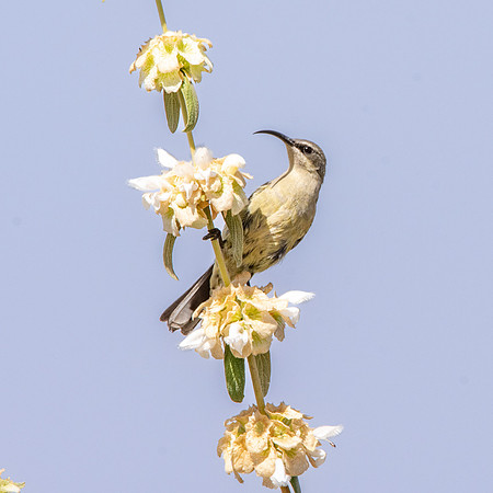 Tacazze sunbird, female