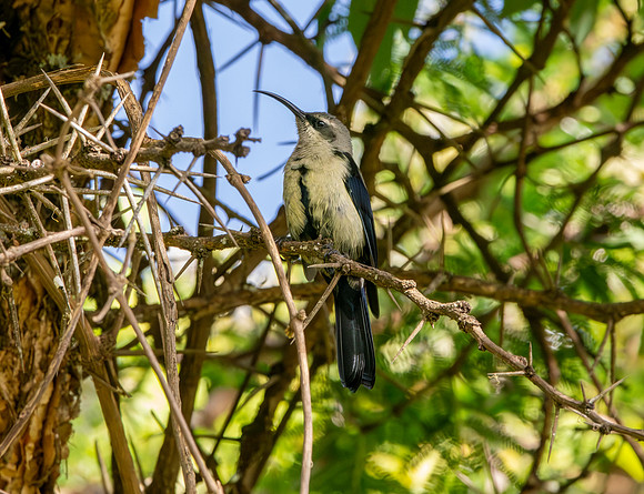 Tacazze sunbird, female