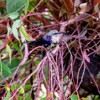 Tacazze sunbird, male