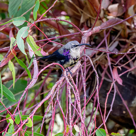 Tacazze sunbird, male