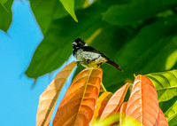Variable seedeater, male