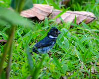 Variable seedeater, male