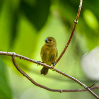 Variable seedeater, female