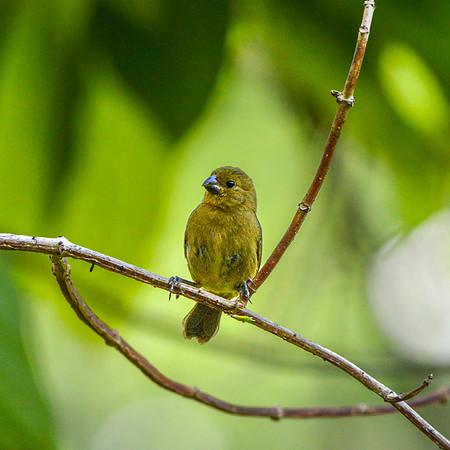 Variable seedeater, female