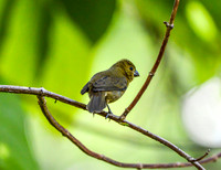 Variable seedeater, female