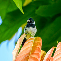 Variable seedeater, male