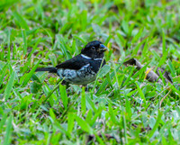 Variable seedeater, male