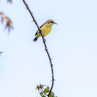 Variable sunbird