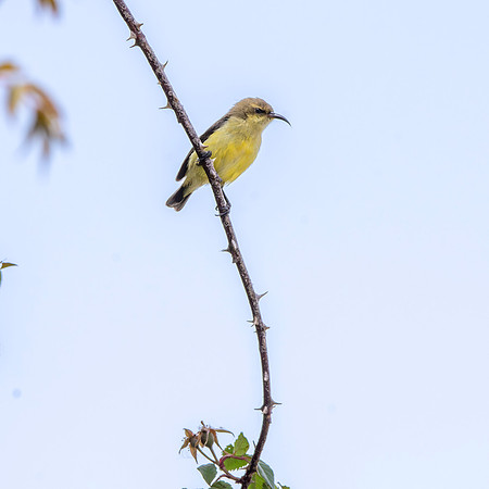Variable sunbird