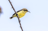 Variable sunbird