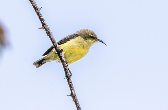 Variable sunbird