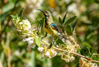 Variable sunbird