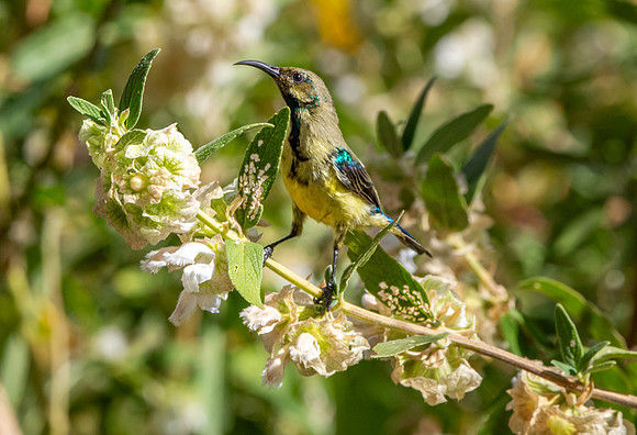 Variable sunbird
