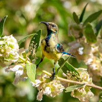 Variable sunbird