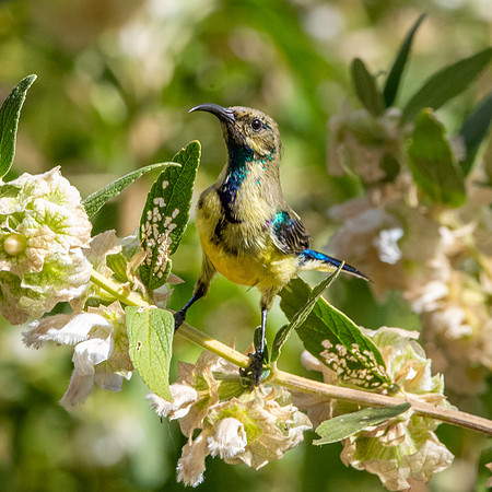 Variable sunbird