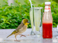 Village weaver