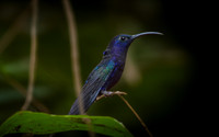 Violet sabrewing