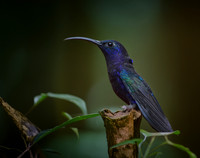 Violet sabrewing
