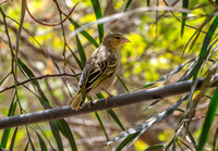 Vitelline masked weaver, female
