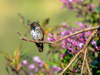 Volcano hummingbird