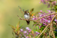 Volcano hummingbird
