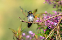 Volcano hummingbird