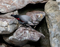 Wallcreeper