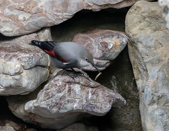 Wallcreeper