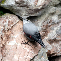 Wallcreeper