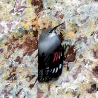 Wallcreeper