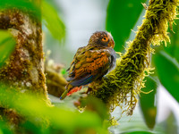 White crowned parrot