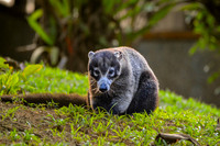 White nosed coati