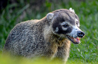 White nosed coati